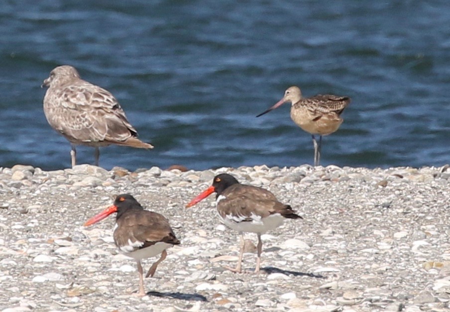 Marbled Godwit - ML253764611