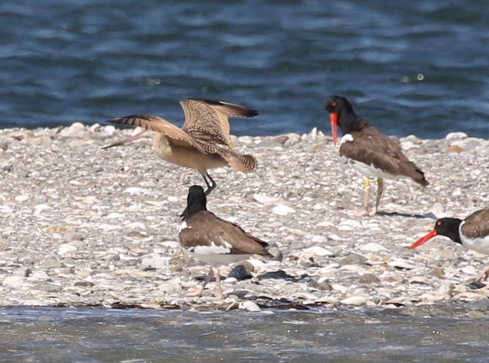 Marbled Godwit - ML253764621