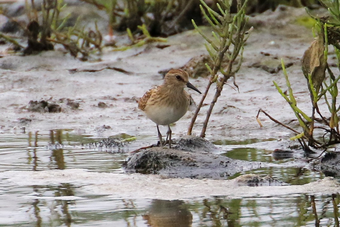 Least Sandpiper - ML253765101