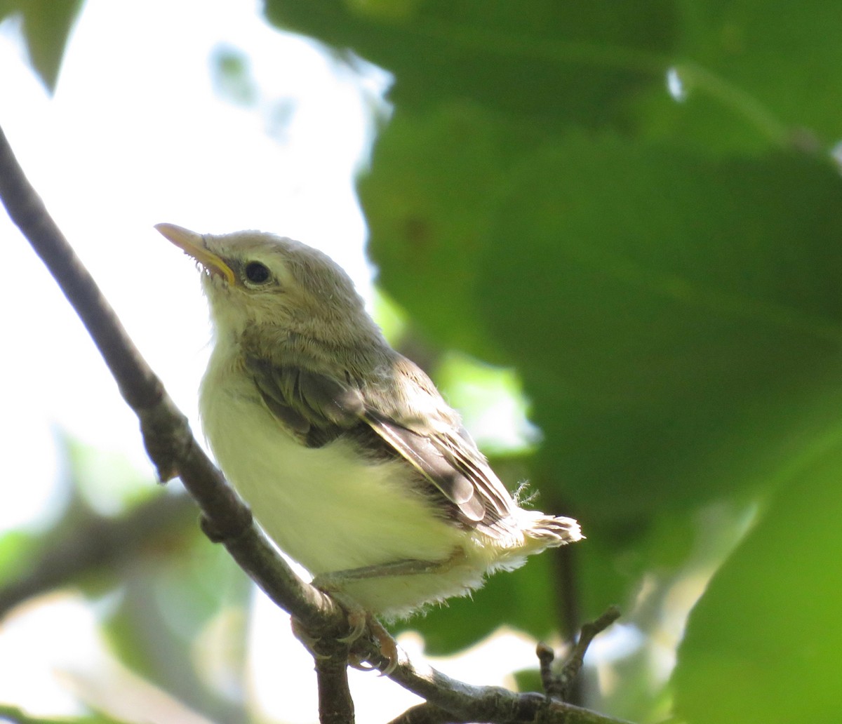 Eastern/Western Warbling Vireo - Teresa Dolman