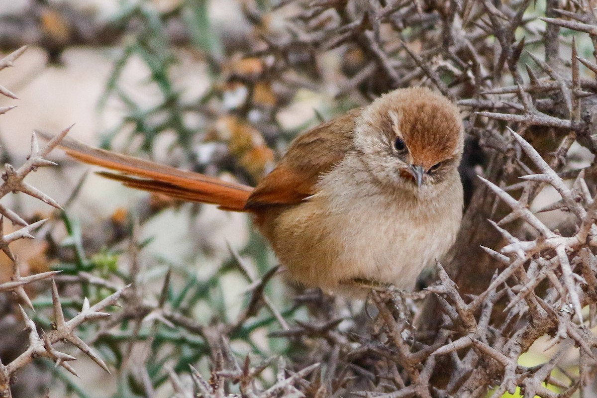 Rusty-fronted Canastero - ML253765831