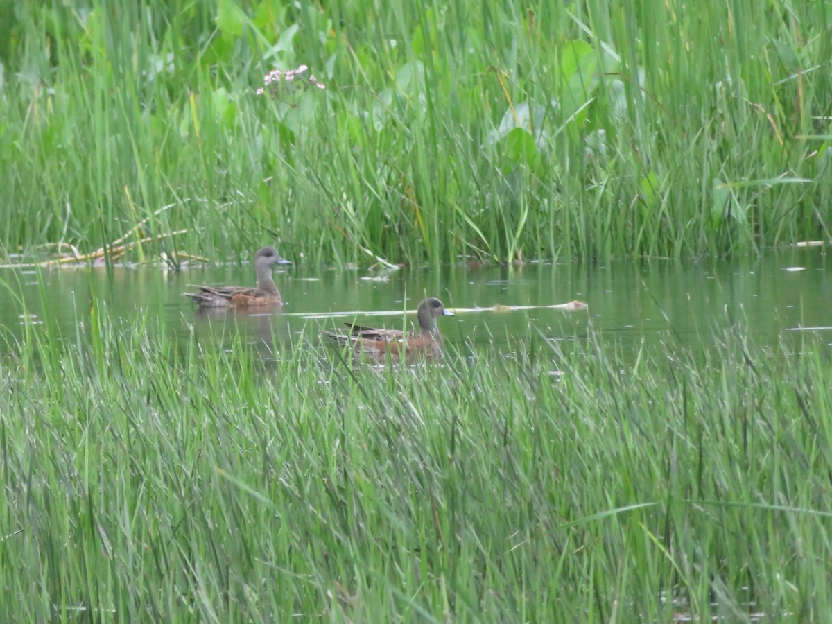 American Wigeon - Josée Papillon