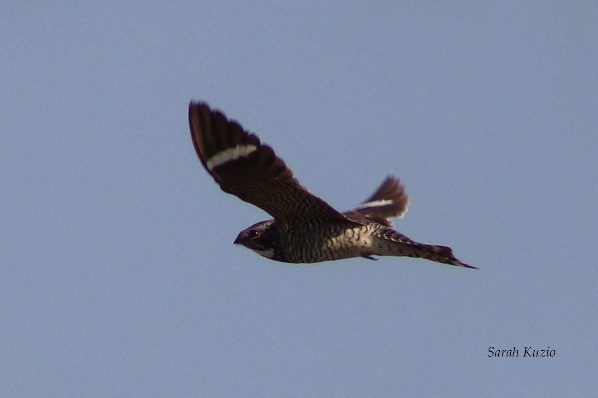 Common Nighthawk - sarah kuzio