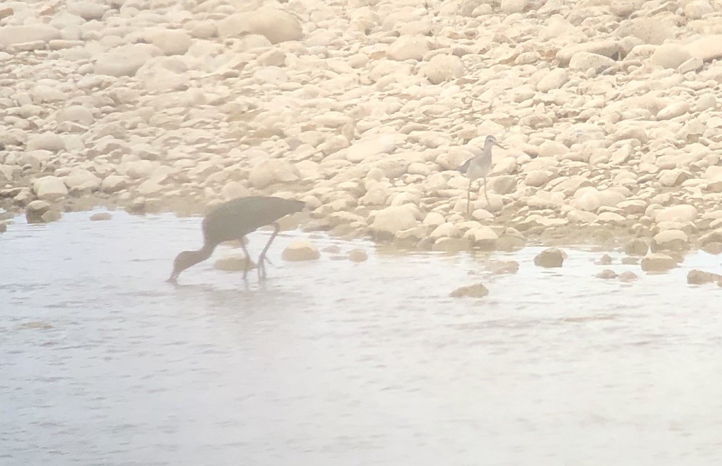 White-faced Ibis - ML253767411