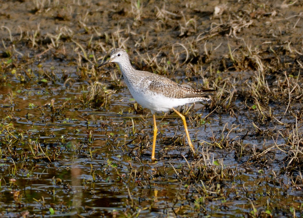 Greater Yellowlegs - ML25376761