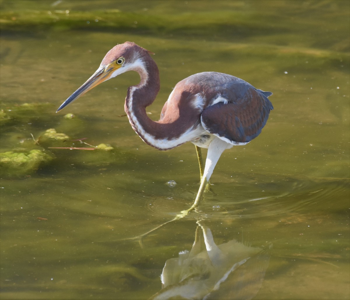 Tricolored Heron - Chris Rohrer