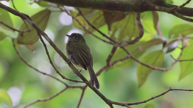 Eye-ringed Flatbill - ML253769121