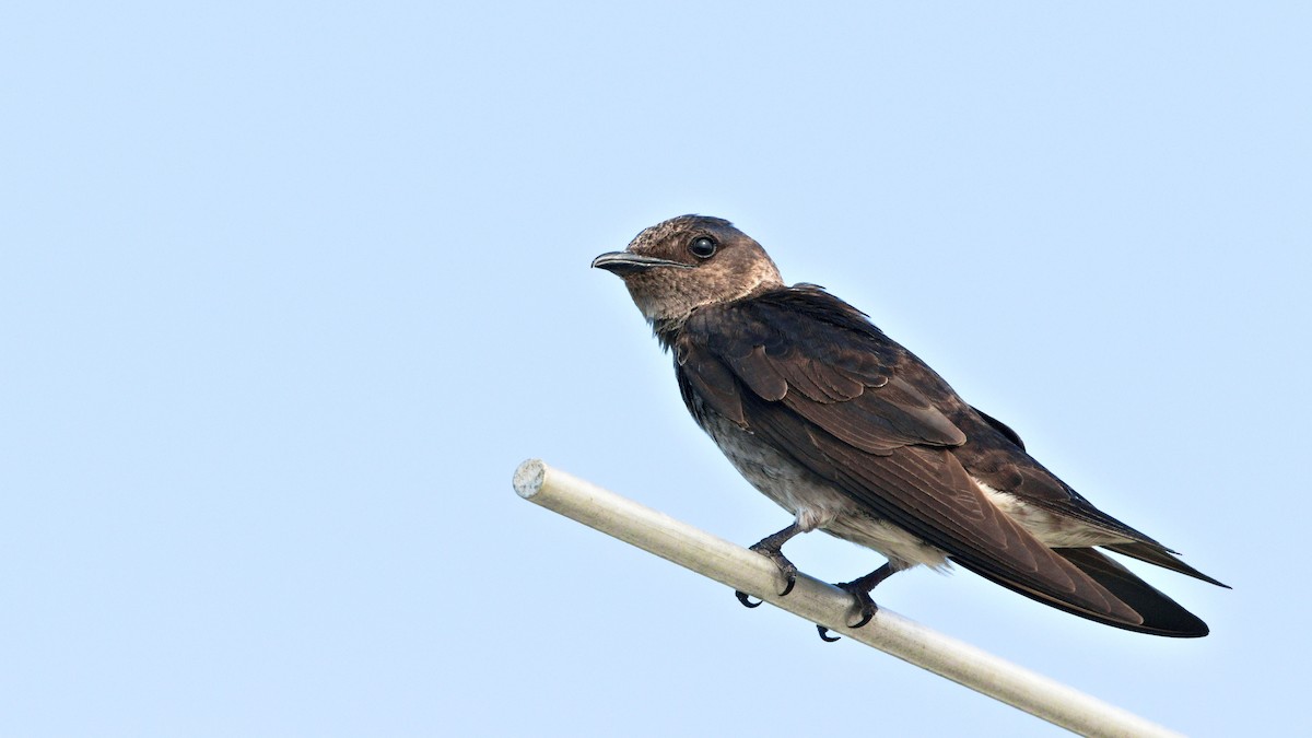 Purple Martin - Sam Zhang