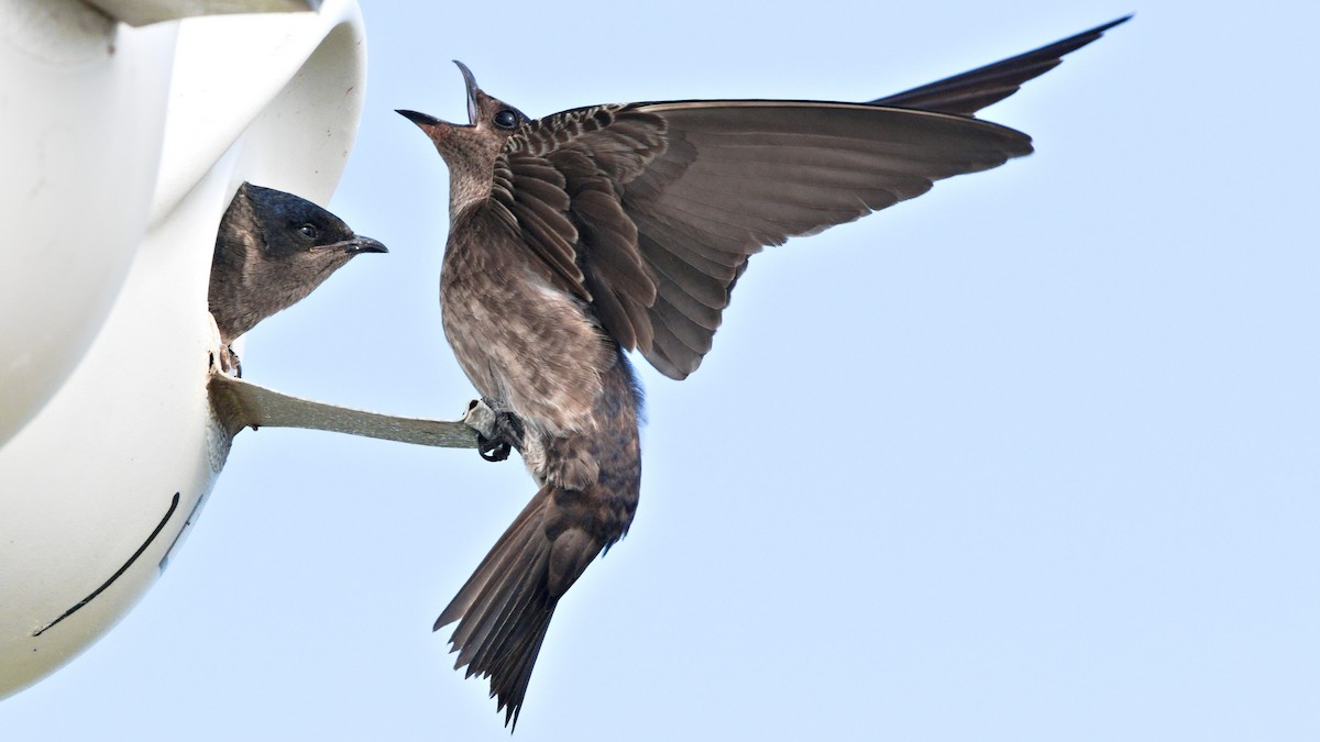 Purple Martin - ML253769451