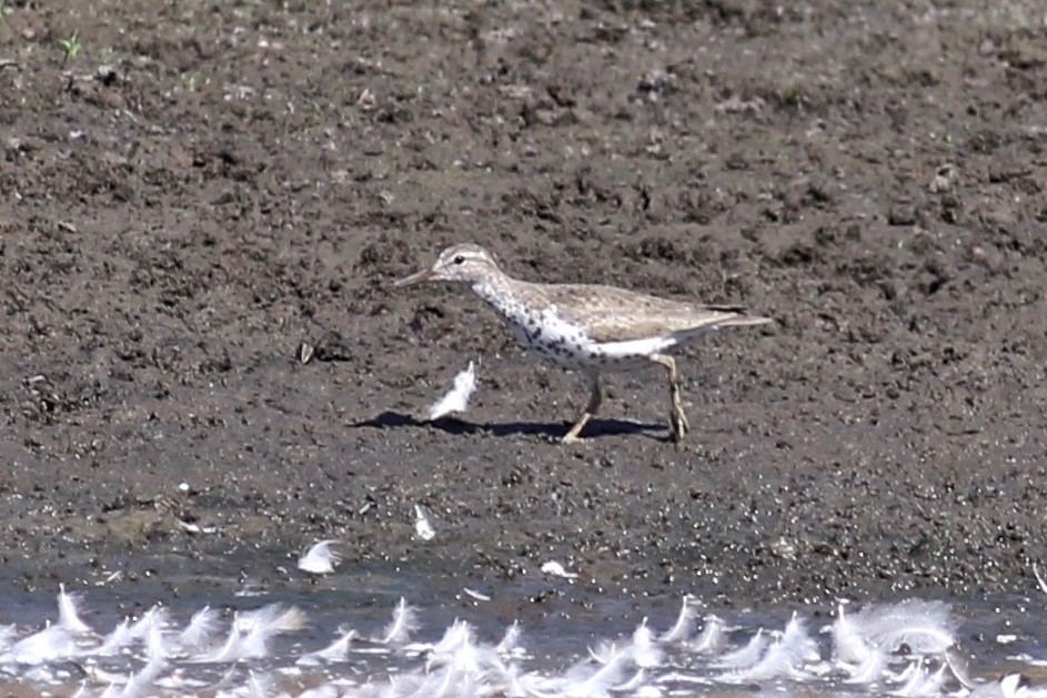 Spotted Sandpiper - ML253771611