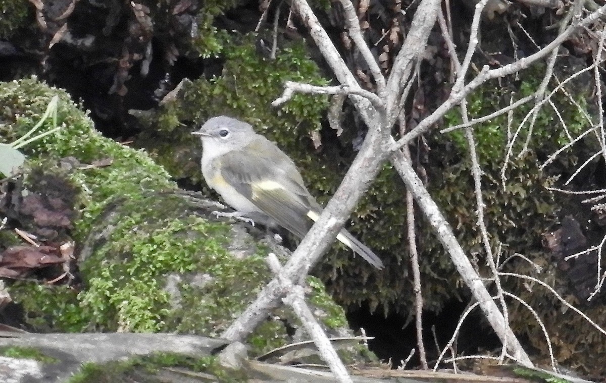 סבכון חכלילי - ML253772541