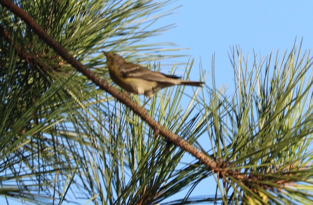 Pine Warbler - ML253774451