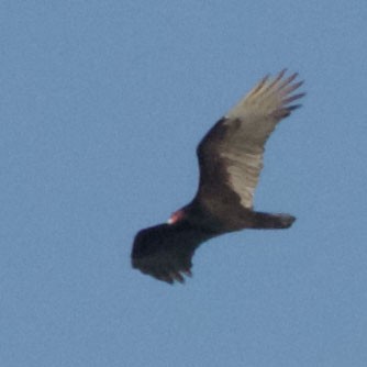 Turkey Vulture - ML25377521
