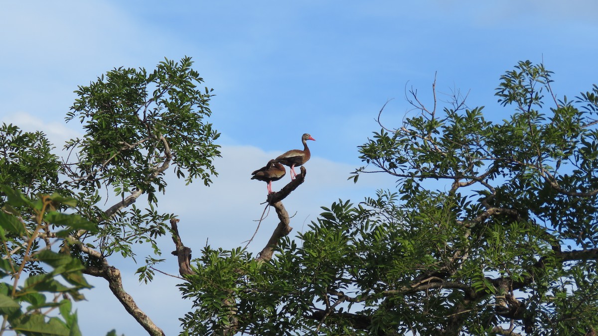 Black-bellied Whistling-Duck - ML253776351