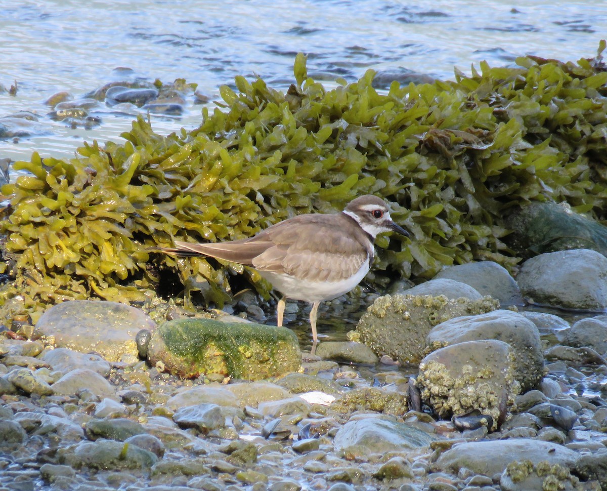 Killdeer - Chris Murrell