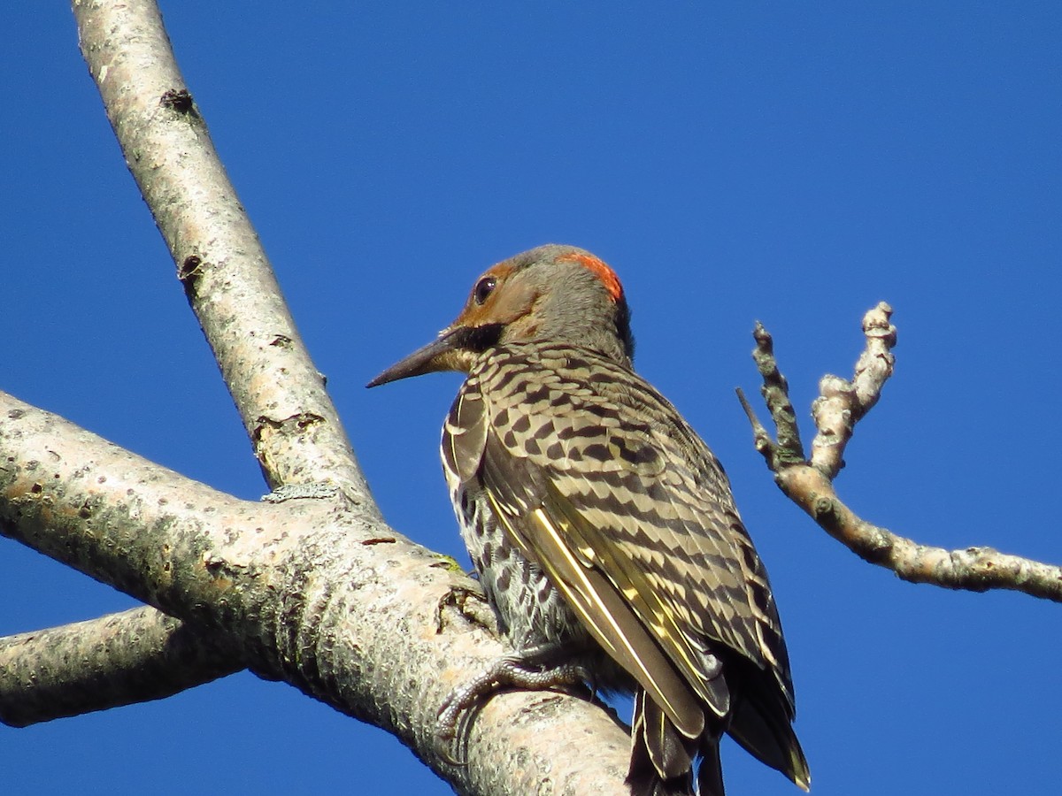 Northern Flicker - Lillian Lugo