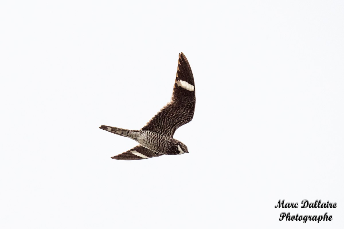 Common Nighthawk - ML253779281