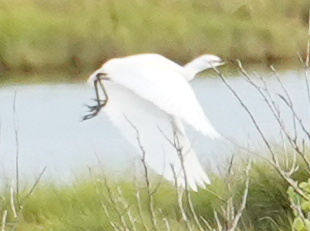Western Cattle-Egret - ML253779911