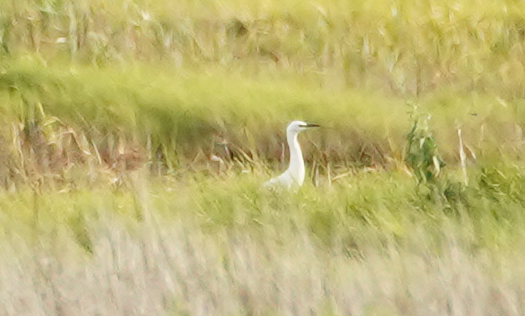 Western Cattle-Egret - ML253779971