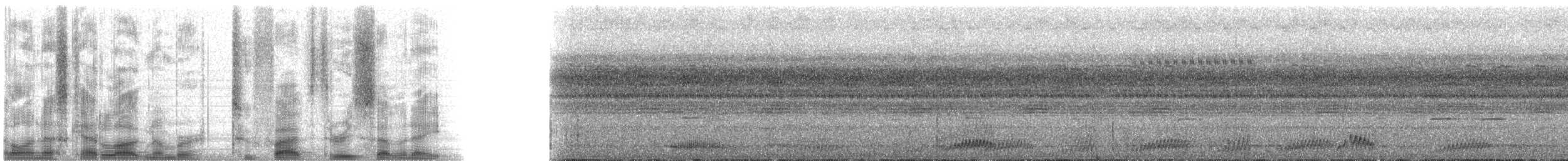 Trauernachtschwalbe - ML25378