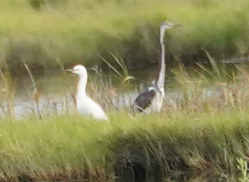 Western Cattle-Egret - ML253780031