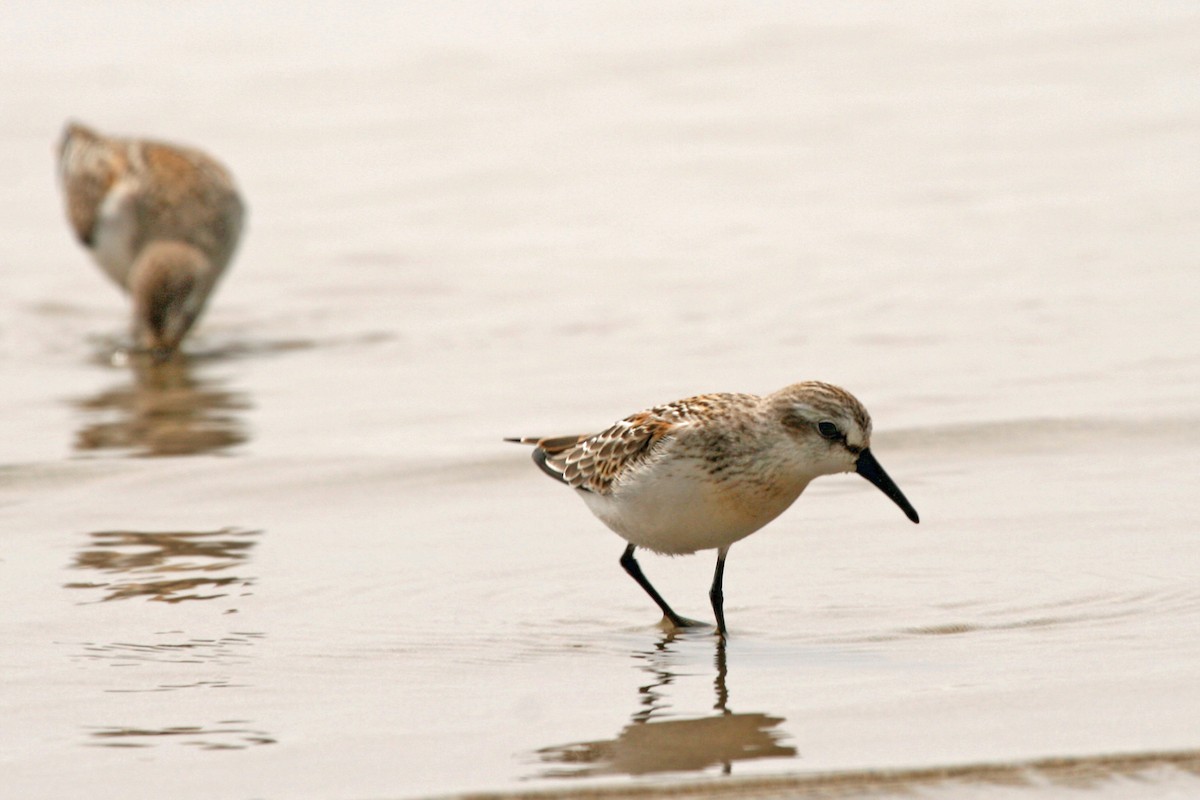 Western Sandpiper - ML253781041