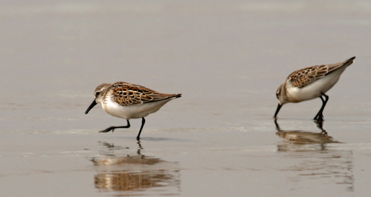 Western Sandpiper - ML253781051