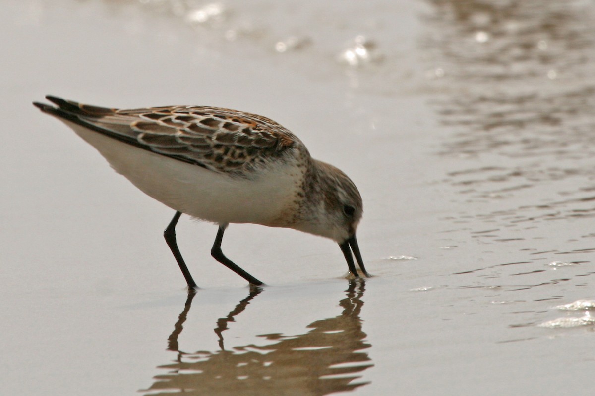 Western Sandpiper - ML253781061