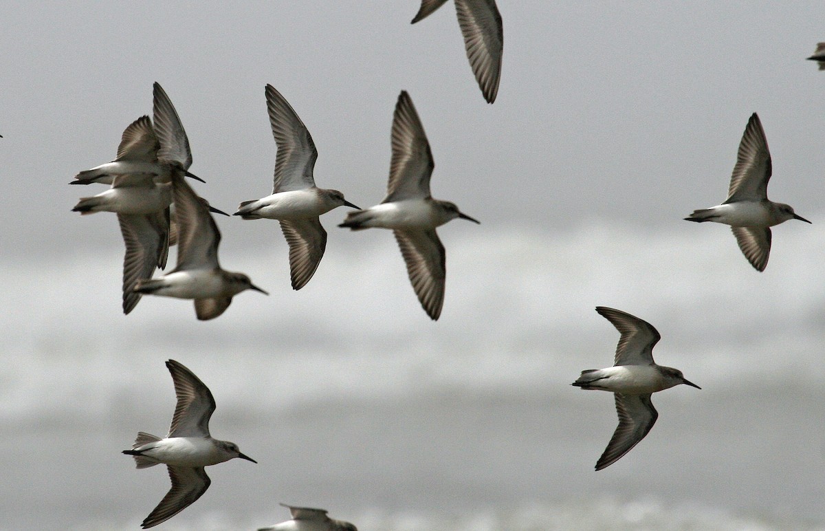 Western Sandpiper - ML253781091