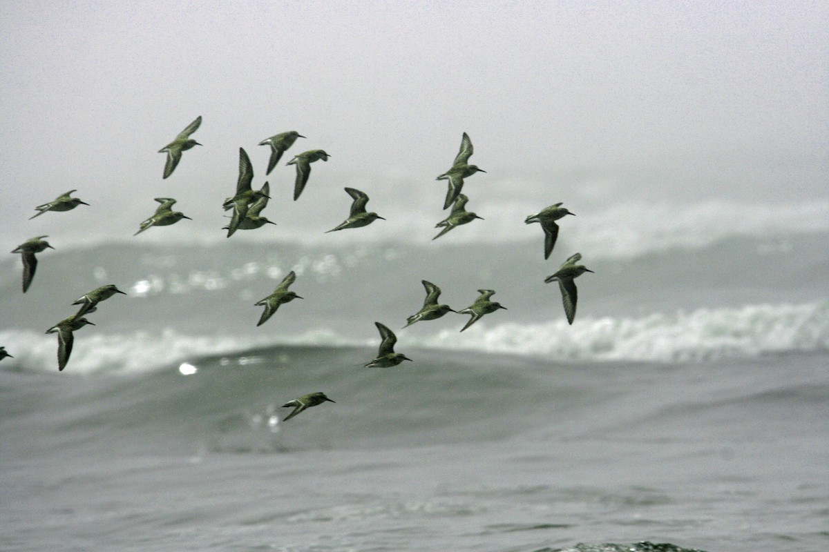 Western Sandpiper - ML253781111