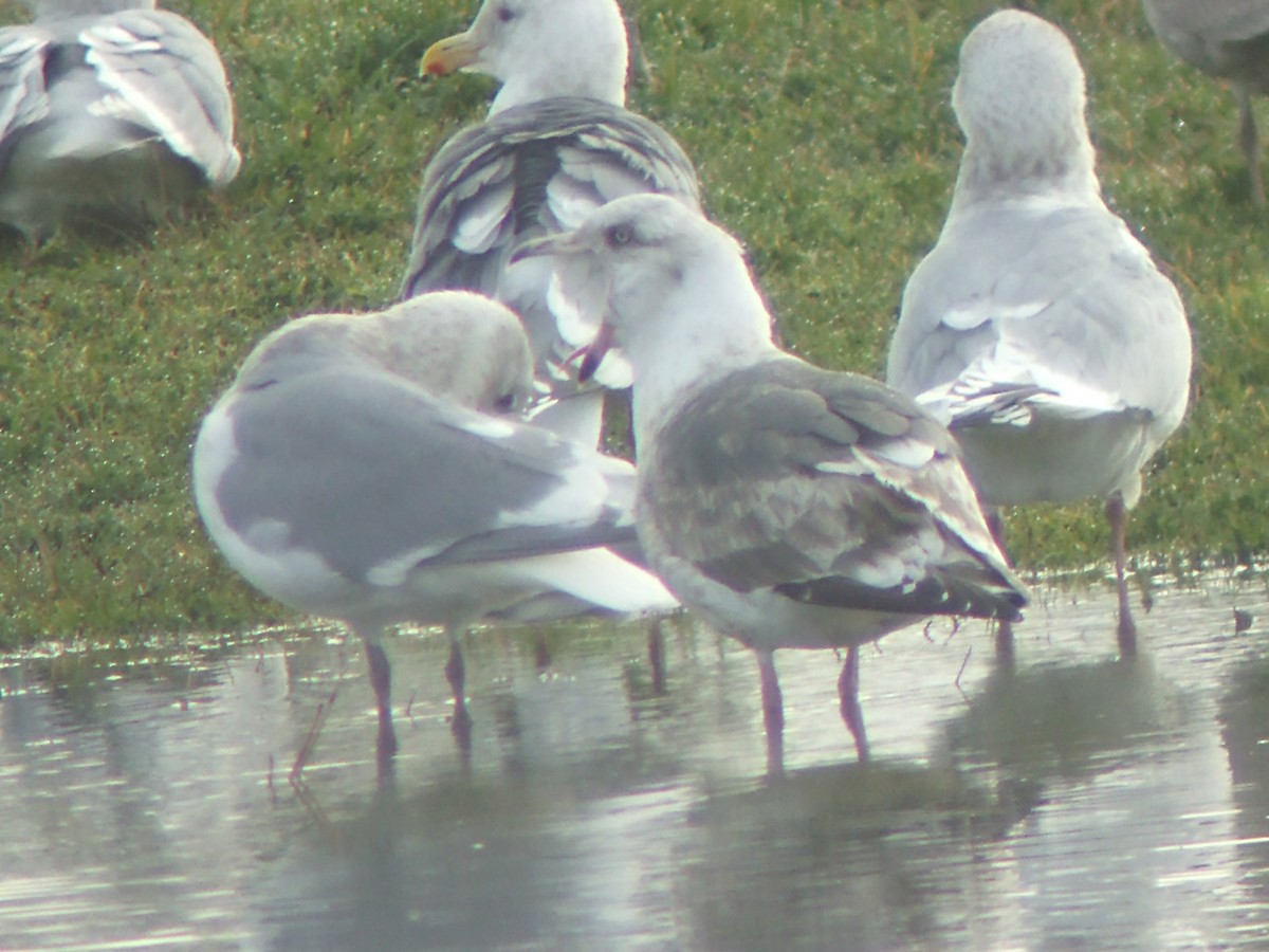 Slaty-backed Gull - ML25378391