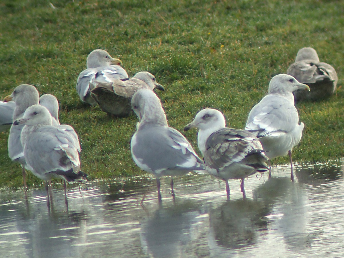 Slaty-backed Gull - Rob Fowler