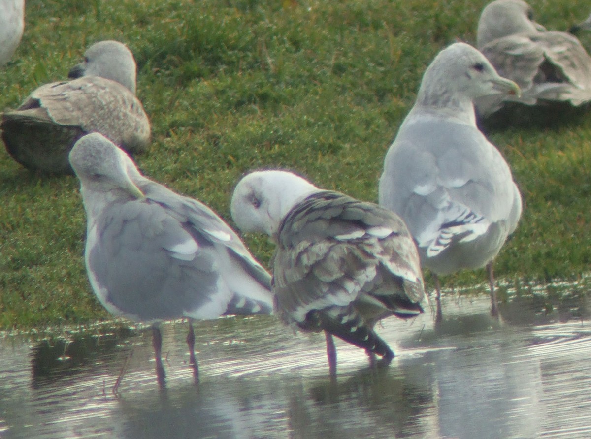 Slaty-backed Gull - ML25378421