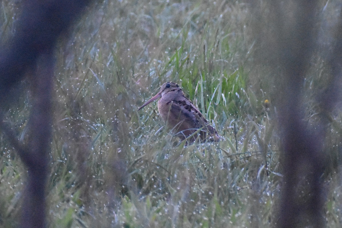 American Woodcock - ML253784231