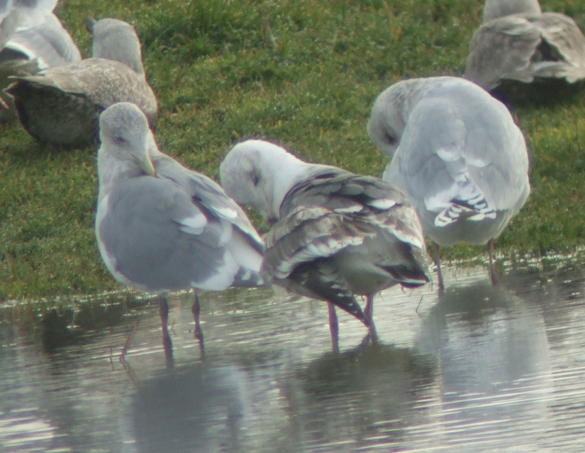 Slaty-backed Gull - ML25378441