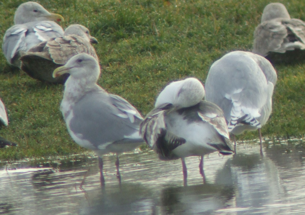 Slaty-backed Gull - Rob Fowler