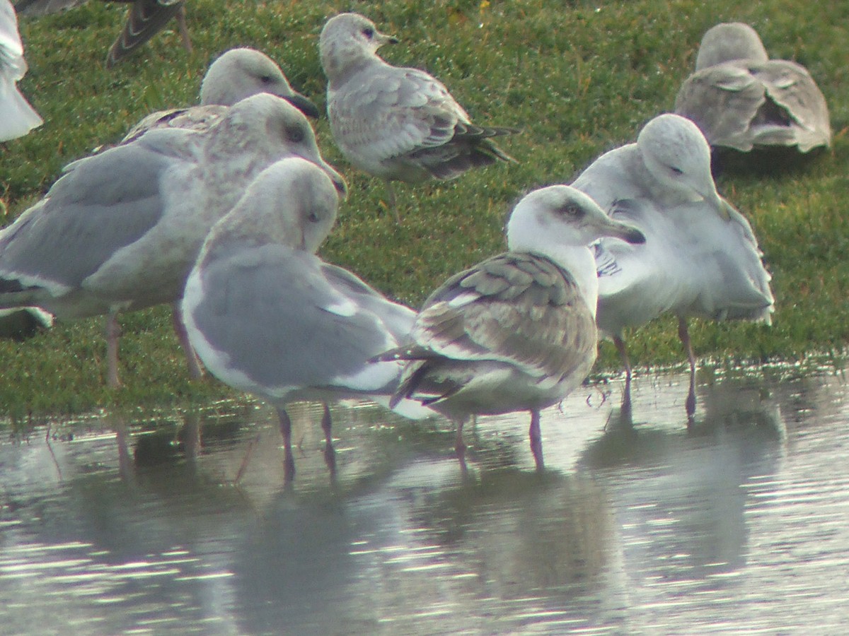 Slaty-backed Gull - ML25378491