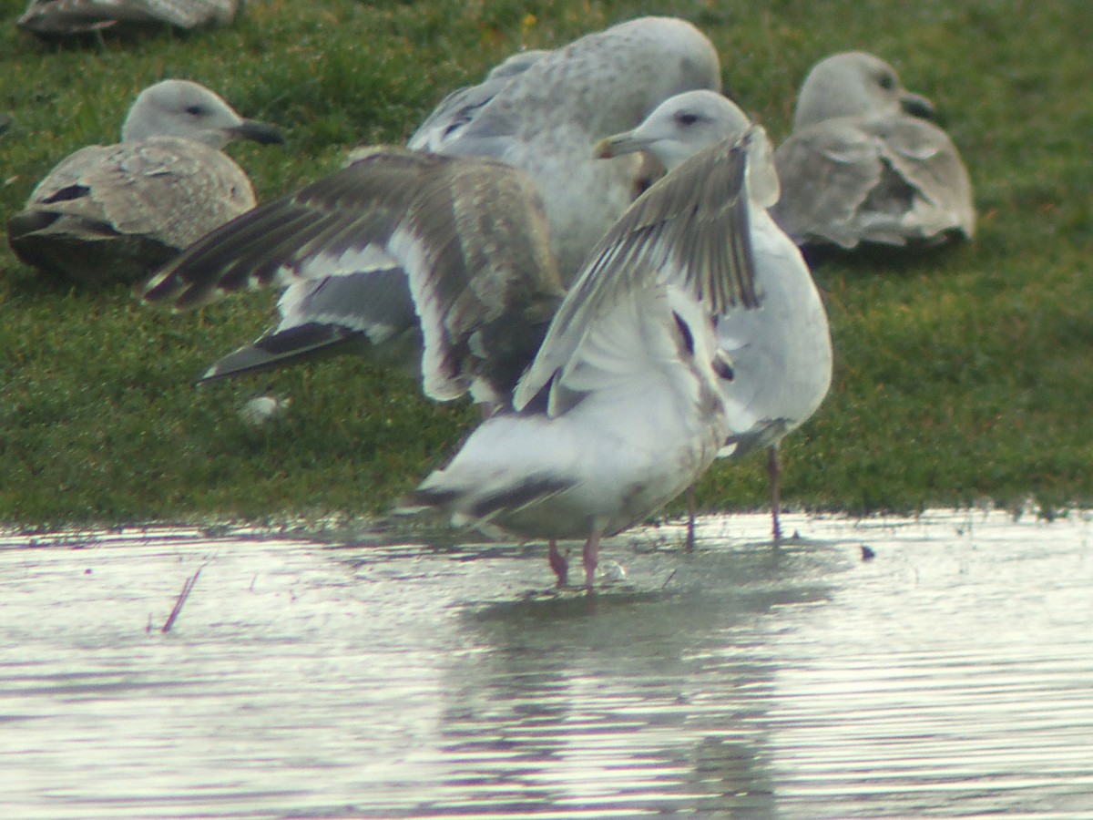 Slaty-backed Gull - ML25378501