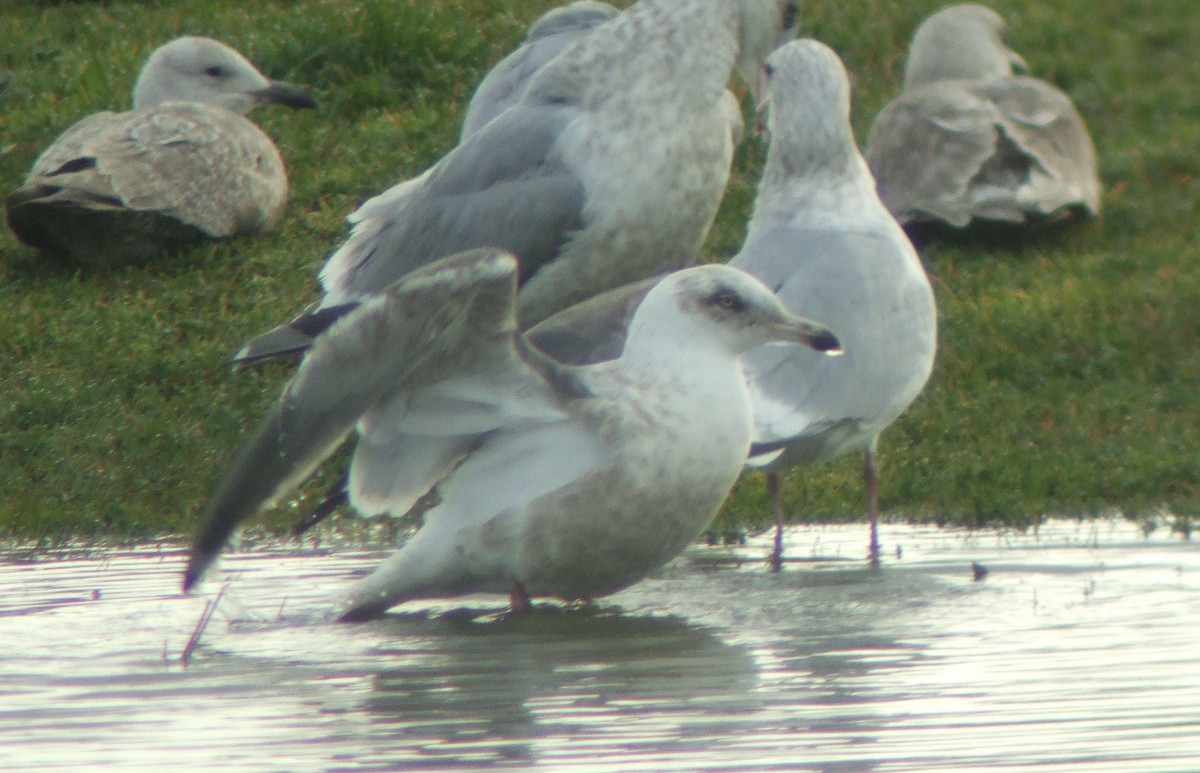 Slaty-backed Gull - Rob Fowler