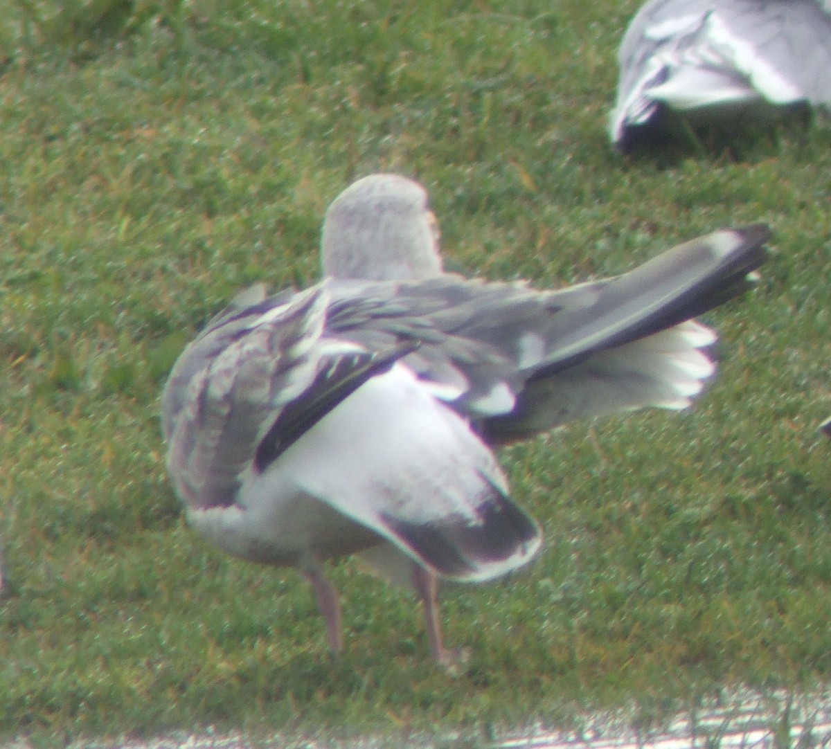 Slaty-backed Gull - ML25378651