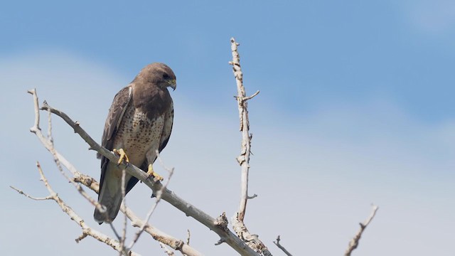 Swainson's Hawk - ML253786981