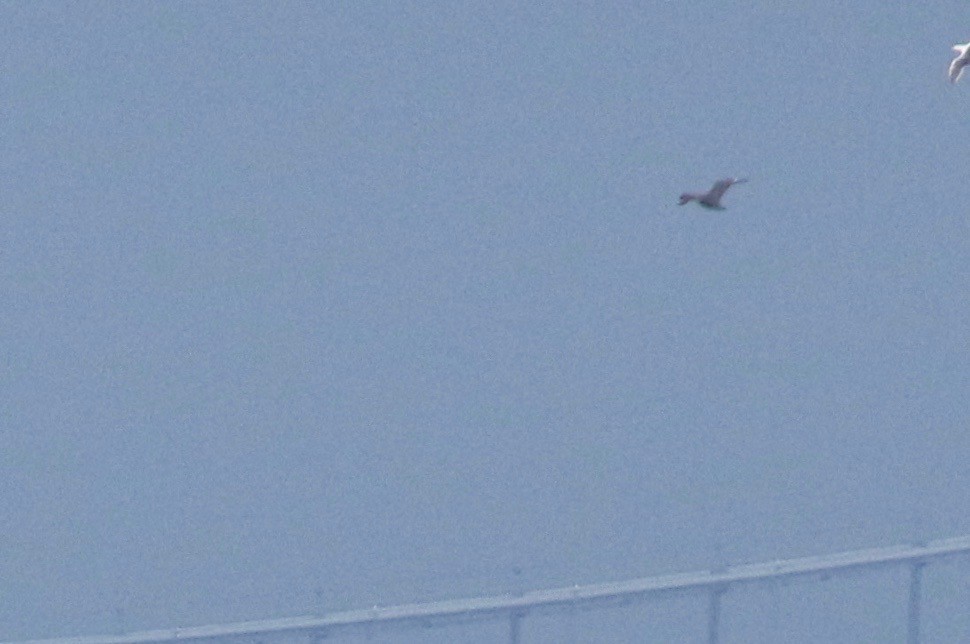 South Polar Skua - ML253787201