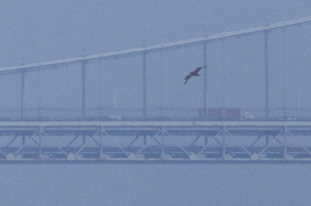 South Polar Skua - ML253787251