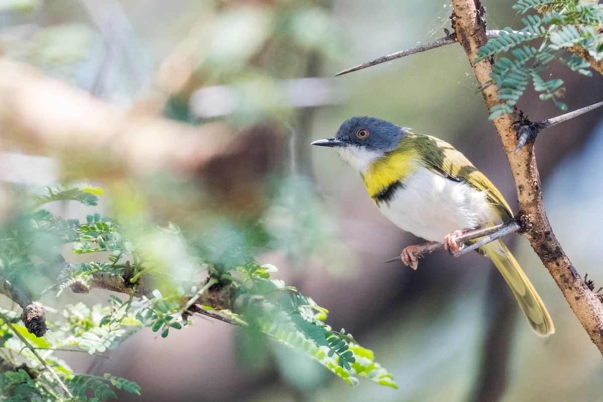 Yellow-breasted Apalis - Raphaël Nussbaumer