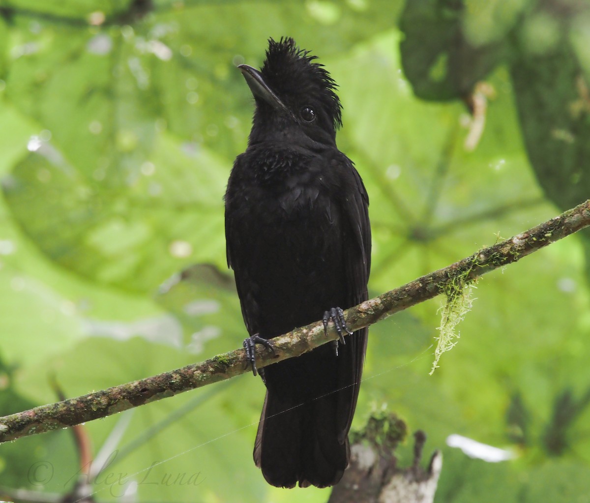 Long-wattled Umbrellabird - ML253790791