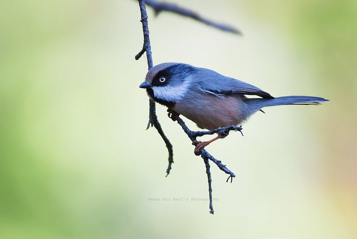 White-cheeked Tit - ML253793811