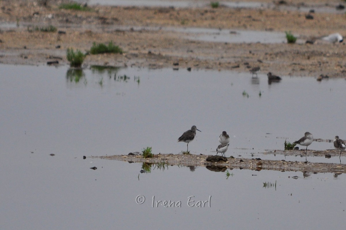 Bindenstrandläufer - ML25379551