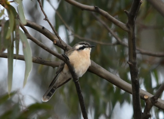 Black-eared Cuckoo - ML253797511