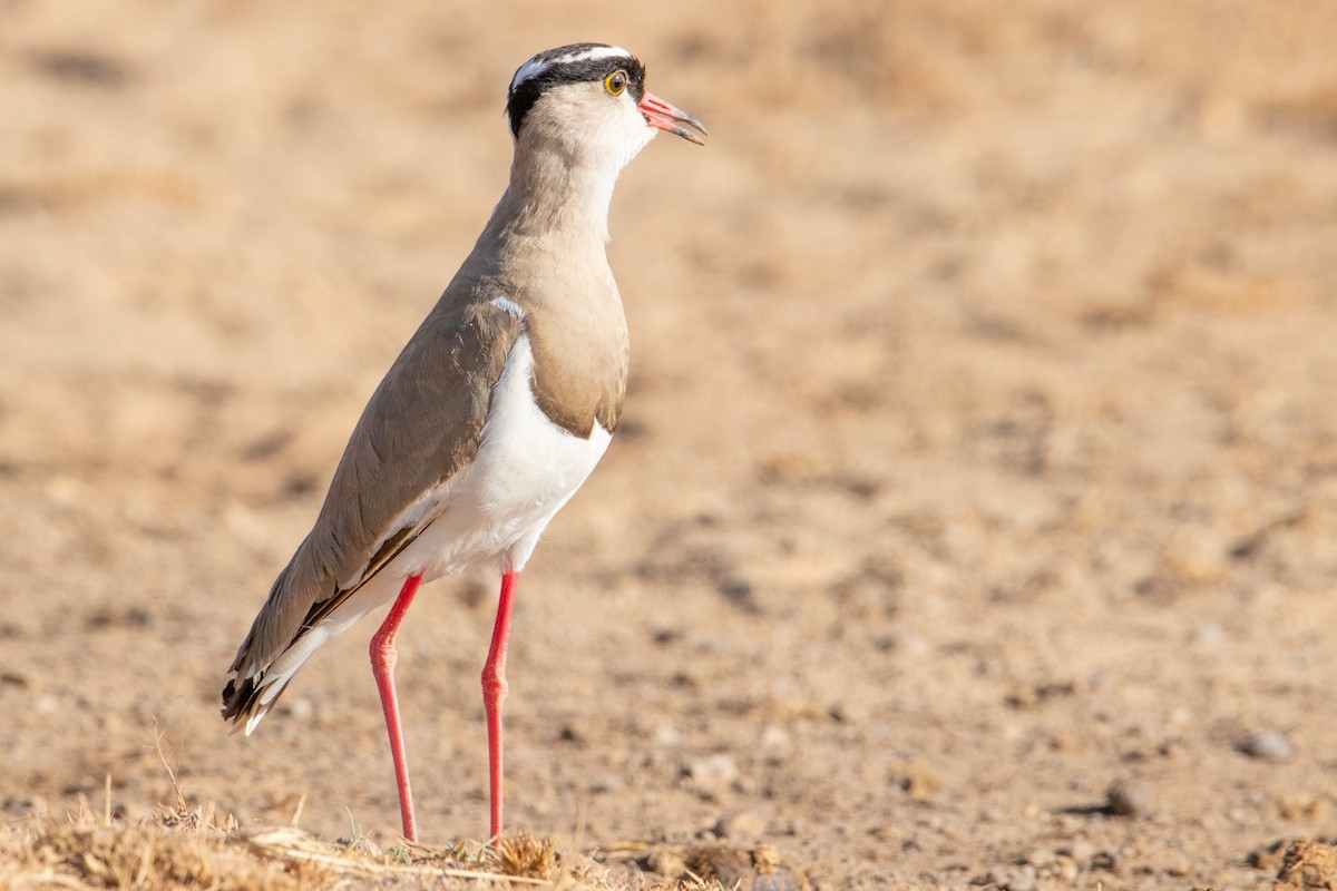 Crowned Lapwing - ML253797791