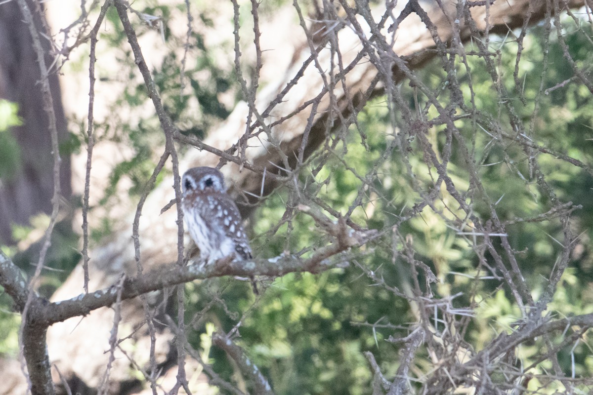 Pearl-spotted Owlet - ML253797801